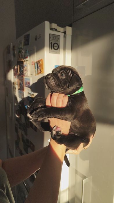 Amstaff  American staffordshire terier Amstaff suka pies