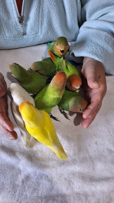 Agapornis super meigos