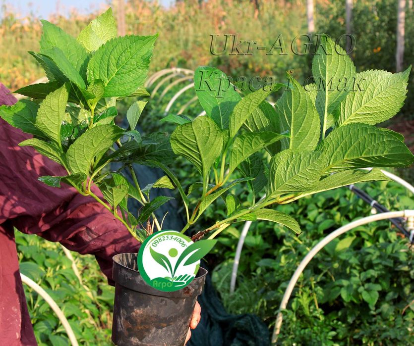 Саджанці гортензії широколистої, блакитна (голуба синя) Broad-leaved