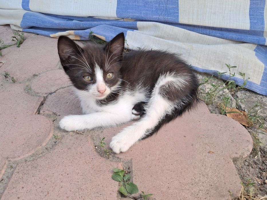 Кошенята котики безкоштовно Мала Виска