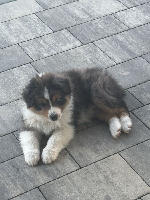 Owczarek australijski suczka nietypow blue Merle