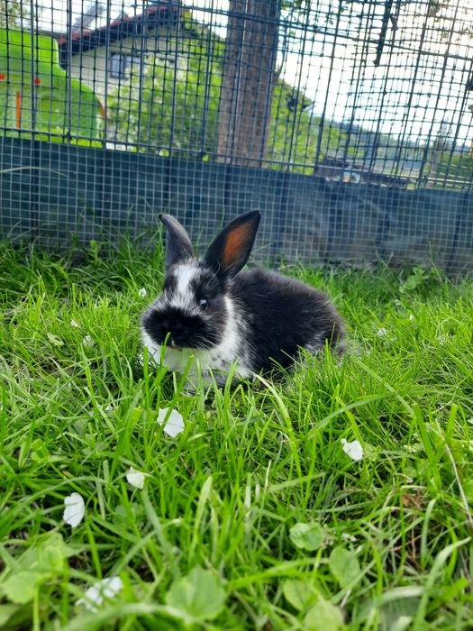 Lawenda Apartamenty Pokoje Noclegi Wisła Centrum Góry