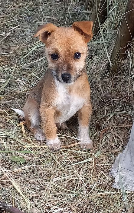 Бусінка шукає родину