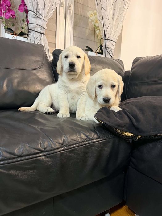 Labrador śliczny piesek gotowy do odbioru.
