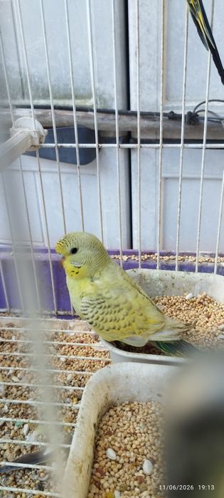 Vendo periquitos australianos (não faço criação de aves à mão). Em Loulé.