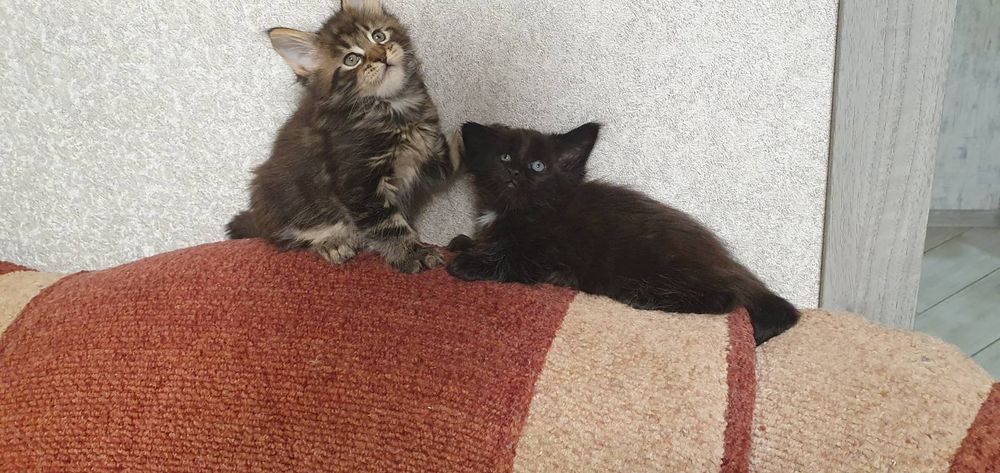 Кошенята Мейн кун! Хлопчики!