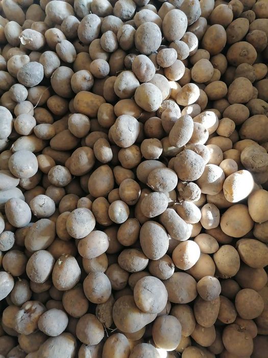 Ziemniaki wczesne świeża odmiana od rolnika wysyłka inpost( sadzeniaki