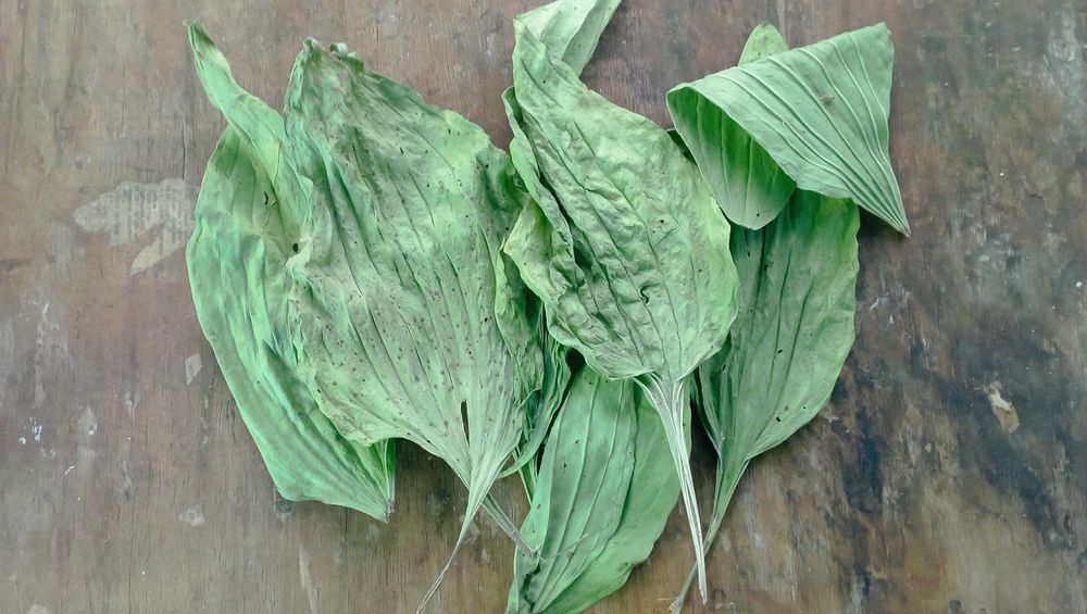 Подорожник великий сухий