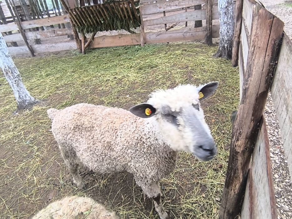 Owca Wensleydale