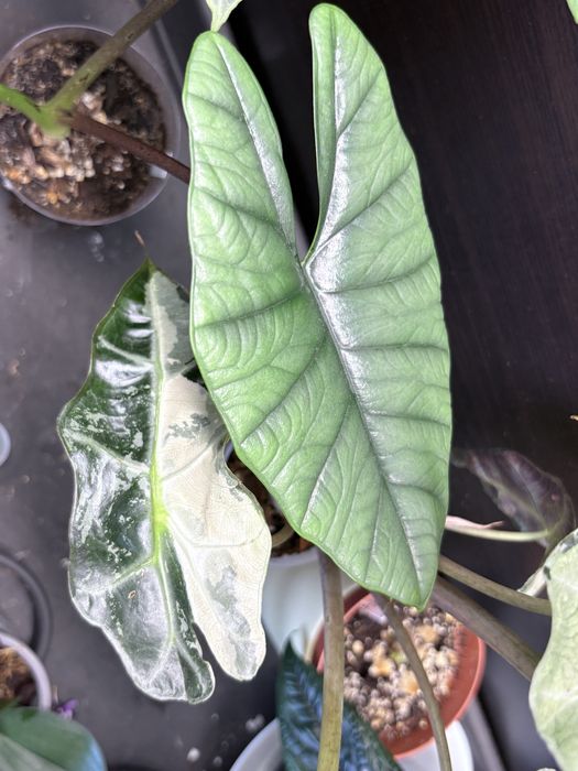 Alocasia Bisma, planta da casa