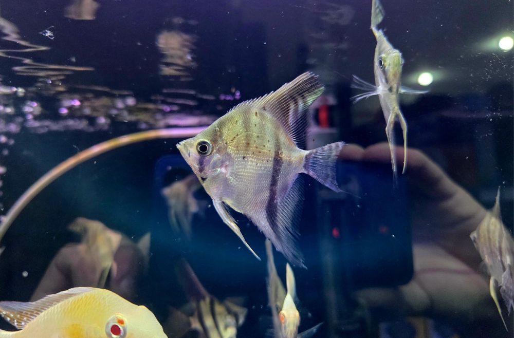 Skalar gujana red dragon/ guyana red dragon