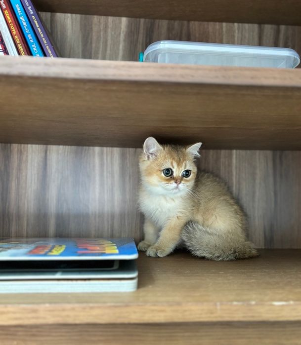 Киев Класнючий красивый котик с изумрудными глазами. Котята, котенок К