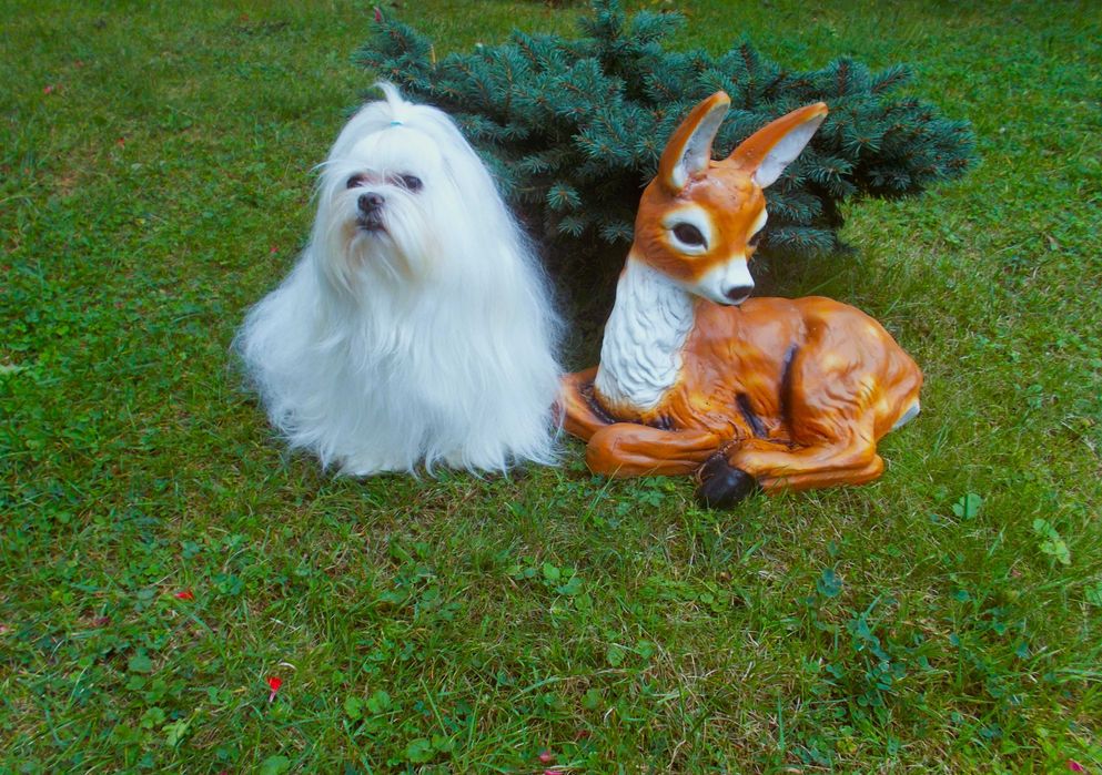 Maltanczyk Pies z rodowodem  ZHPR