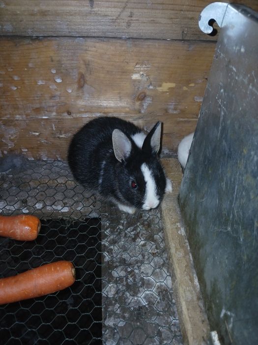 Coelhos anões mini toy