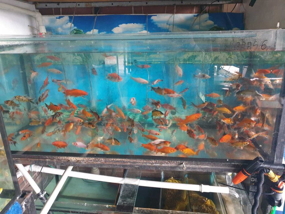 karp koi bielsko