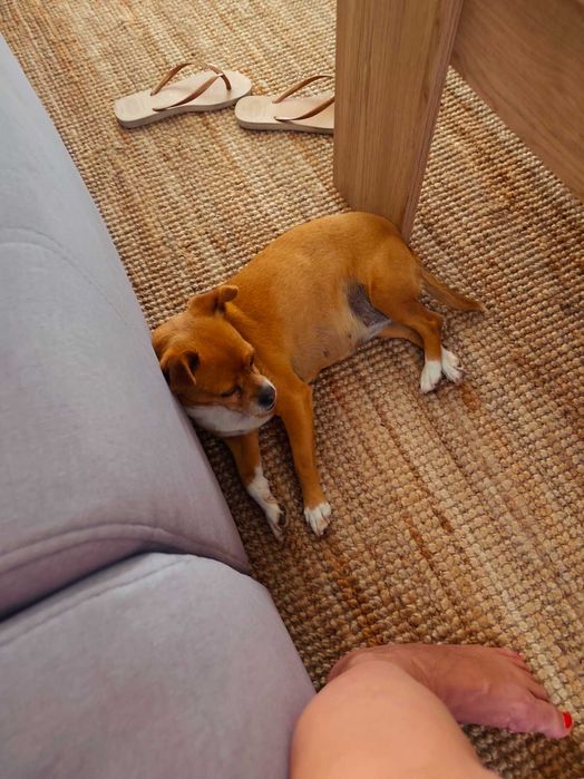 Pet Sitting e Passeios ao Final do Dia – Porto, Gondomar, Valongo e Maia