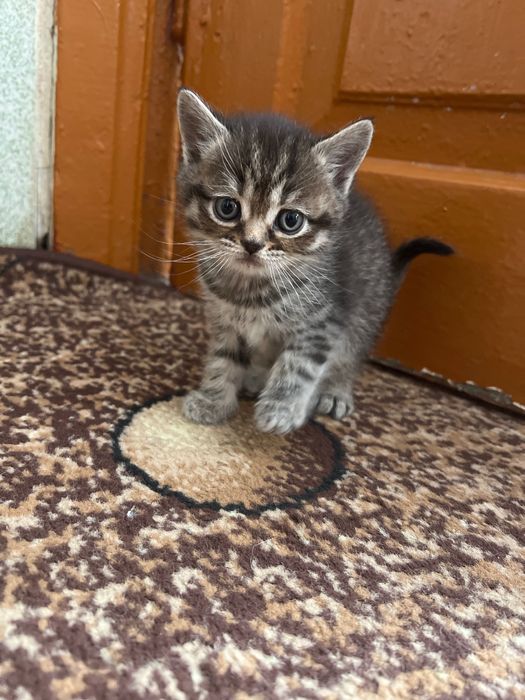 Продаю котеняток