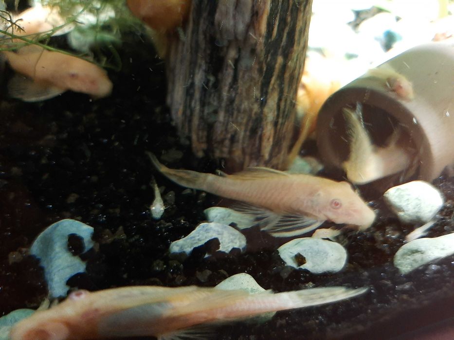 Ryba zbrojnik, glonojad.