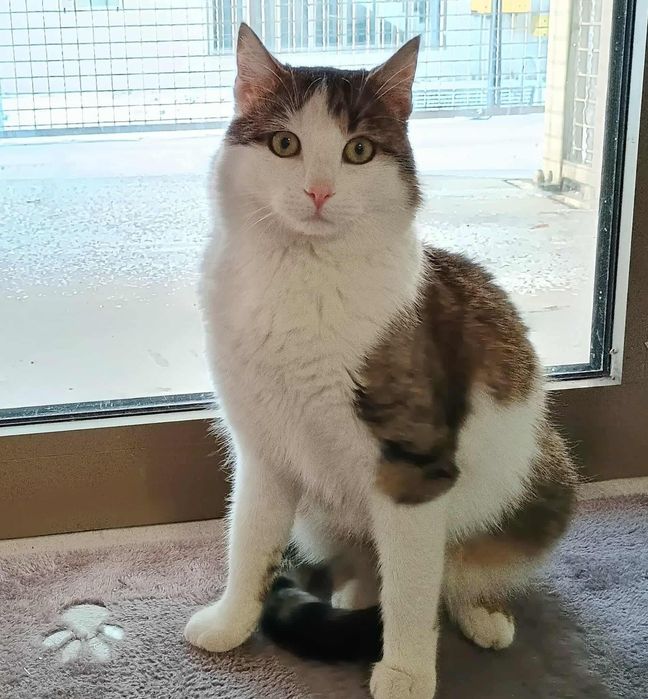 Zbyszek to bardzo kontaktowy kocurek