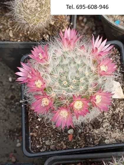 Kaktusy - wyprzedaż