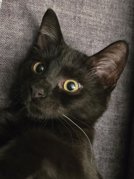 Cudowny o aksamitnym czarnym futerku kociak kocurek do adopcji