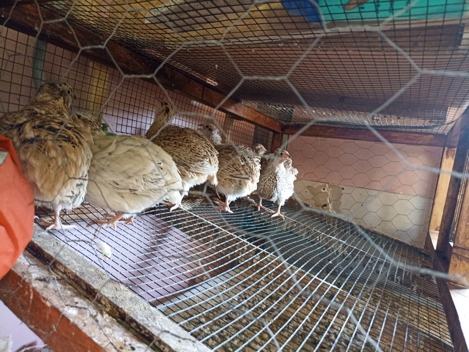 Ovos de codorniz gigantes e codornizes