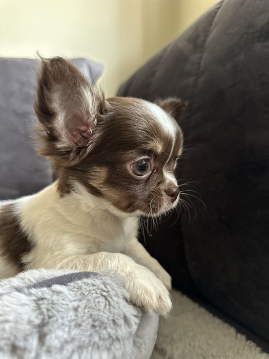 Chihuahua dziewczyna