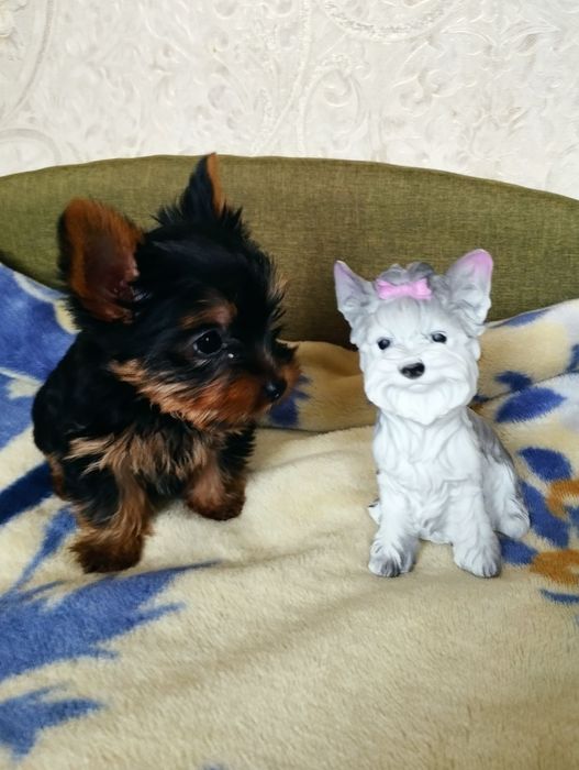 Комочок щастя-йорочка,йорк