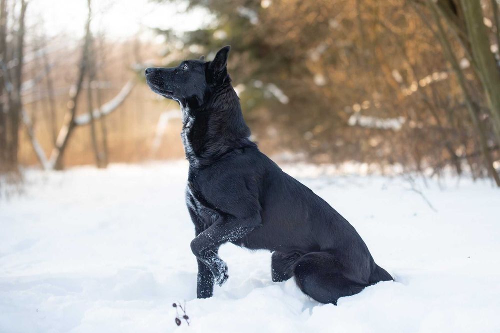 energiczna arystokratka Hilda