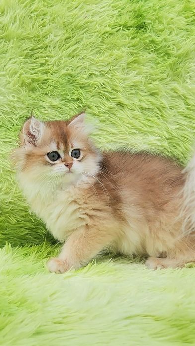 Шотландське кошеня золота шиншила