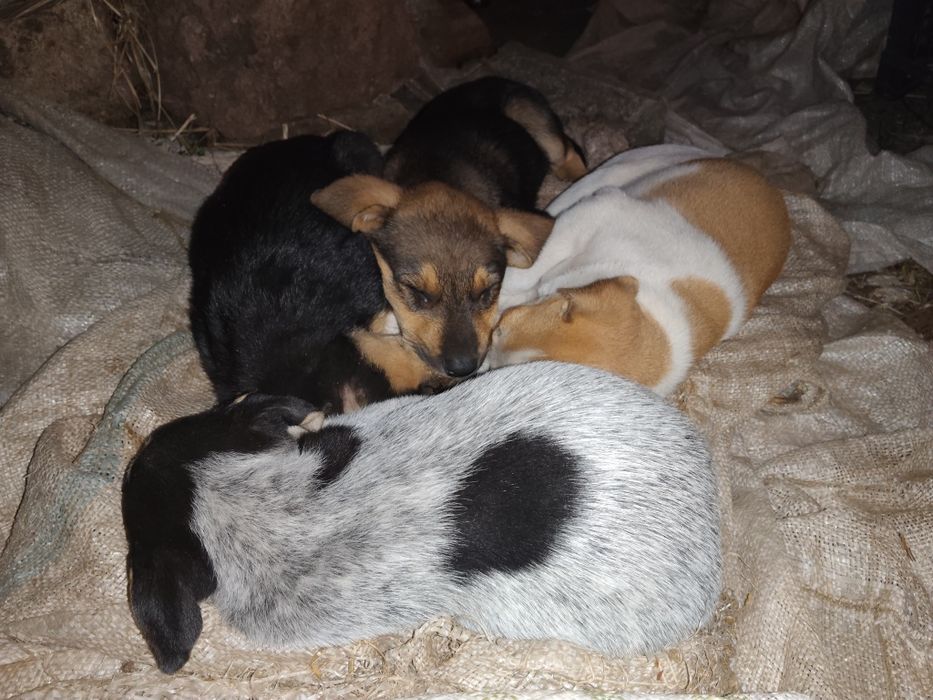 Відам щенят в добрі руки