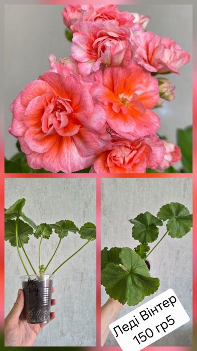 Сортова пеларгонія