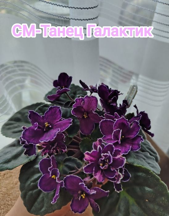 Фіалки сортові ,дітки фіалок ,вкорінені листочки ,свіжозрізані листочк