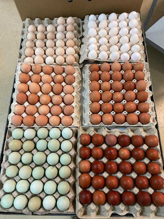 Kurczaki pisklęta nioski, brojlery, Leghorn, Greenshell, Sussex, Rosa