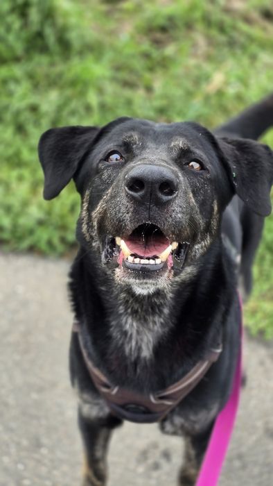 Potter cudowny, mądry piesek