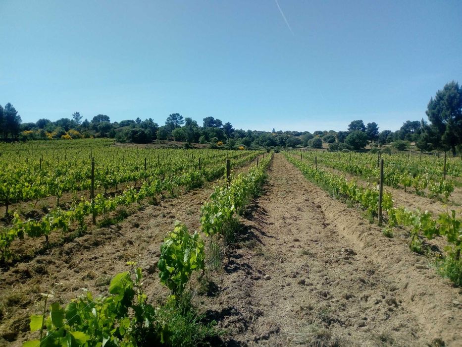 Quinta com casa e armazens