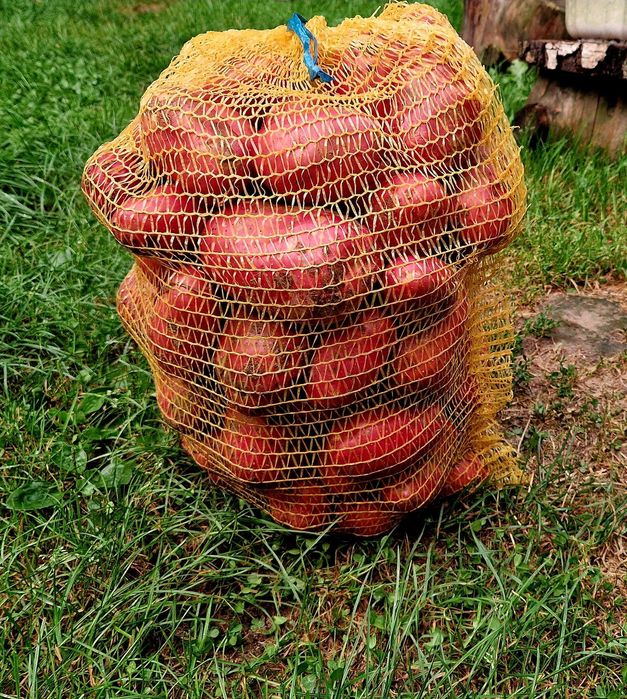 Ziemniaki Esmee jedna z najlepszych odmian czerwonego ziemniaka