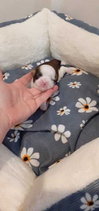Śliczny piesek shih tzu.