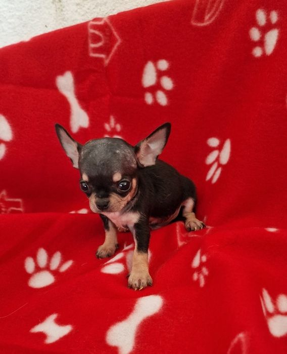 Menino chihuahua