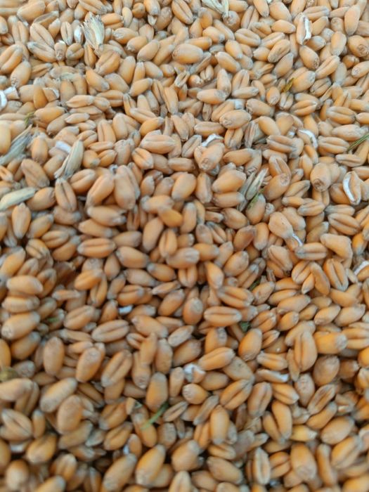 Продам ячмінь  , пшениця новий урожай 2026 року. Є доставка.