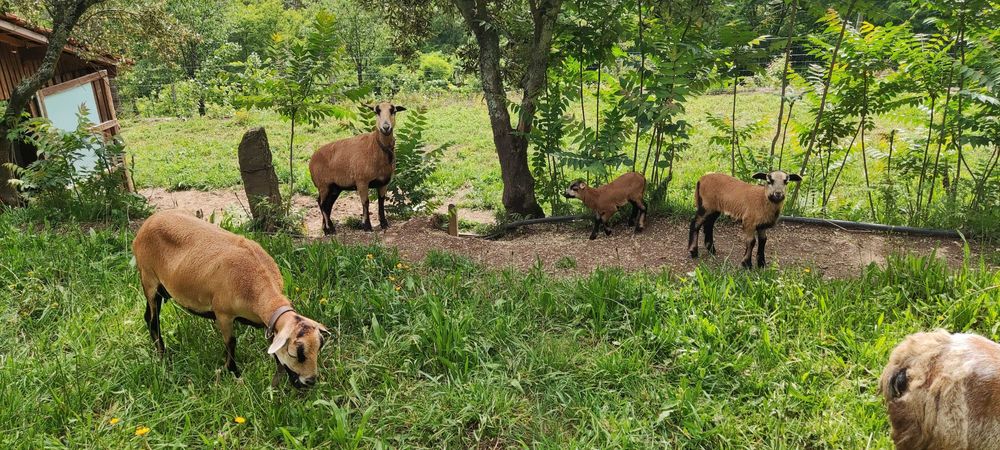Ovelhas da Quinta - de raça pura.