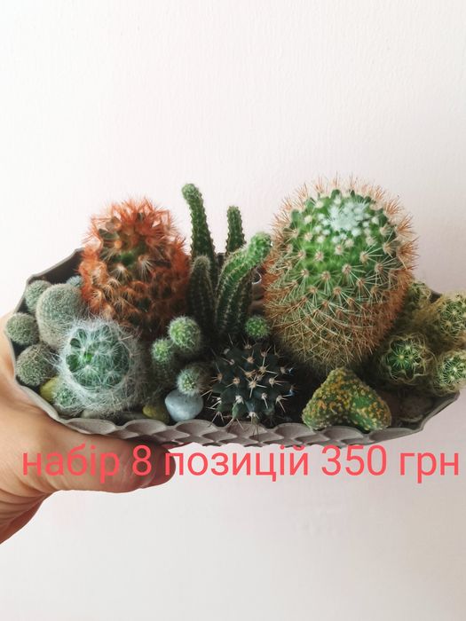 Кактуси( набір)дуже гарна композиція