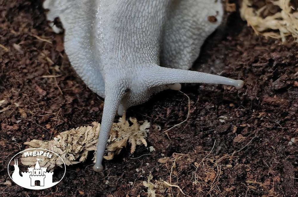 Archachatina marginata ovum silver Ślimaki Lissachatina Achatina Wije