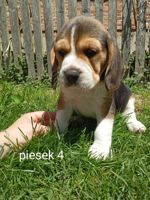 Piękny szczeniak Beagle