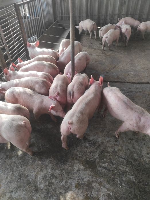 Продаем поросят підрощені