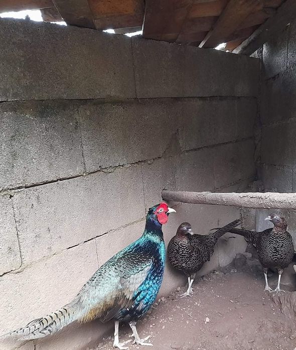 Faisao Versicolor casais