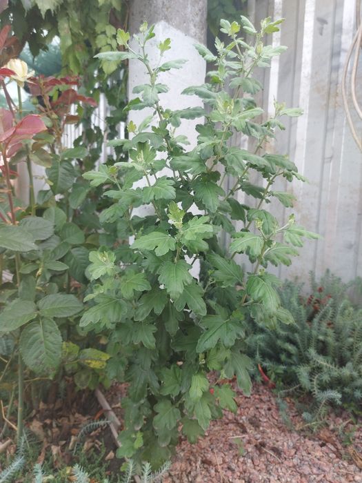 Високорослі хризантеми жовтого кольору