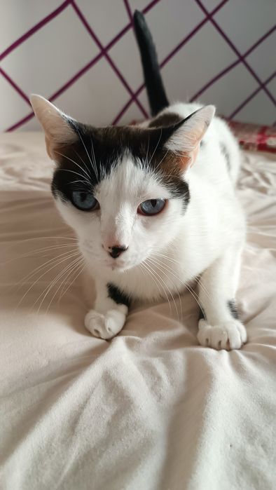 Doação 3 gatos castrados