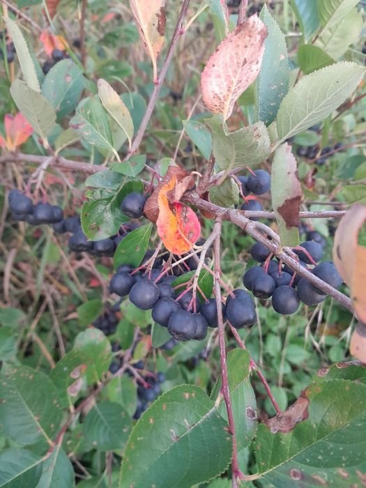 Aronia owoce ARONIA