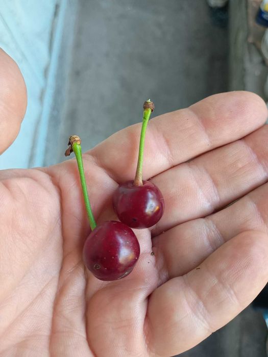 продам свіжу вишню  можливий самозбір
